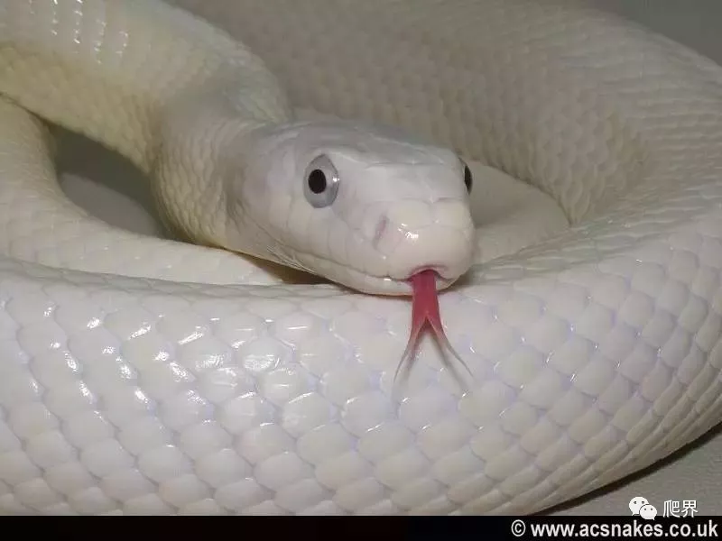 白色蛇是什么蛇(被称作白娘娘的鼠蛇)