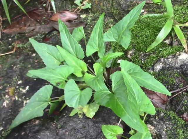 三角草的功效与作用(三角草的功效与图片)-我的快乐小窝