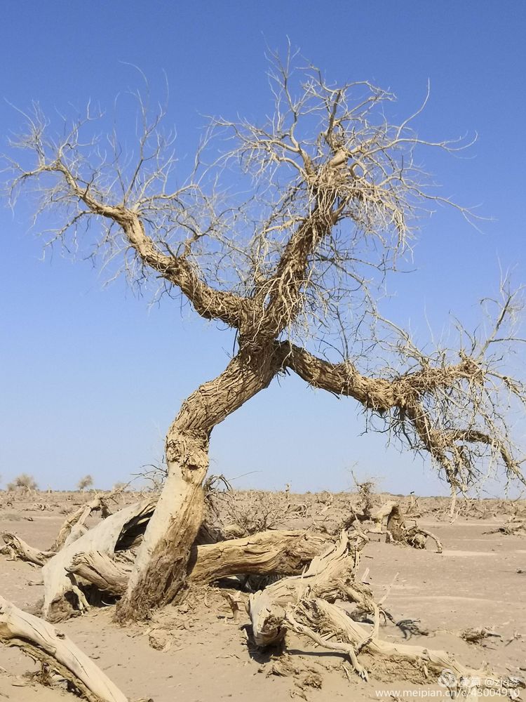 2019西北行｜胡杨：生而千年不死，死而千年不倒，倒而千年不朽