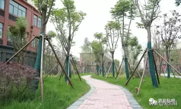 泗县夏邱中心校开始招生！满足这些条件即可入学