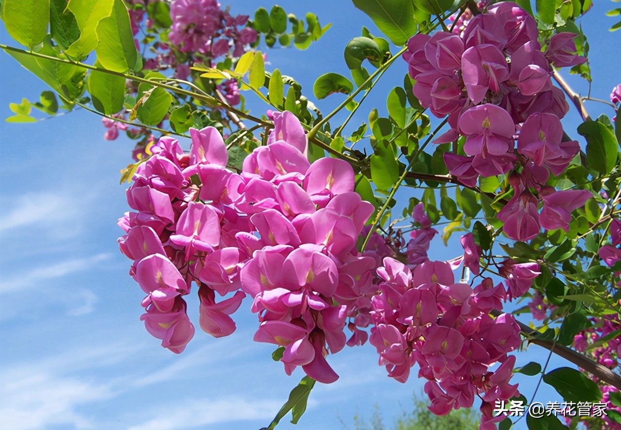 洋槐花几月份开花（一文了解洋槐花的开花时间）