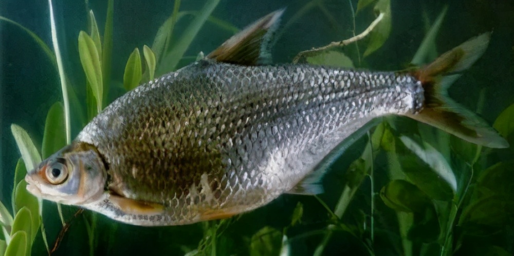 水产人，套养这些鱼品种，可以起到防治病害的作用