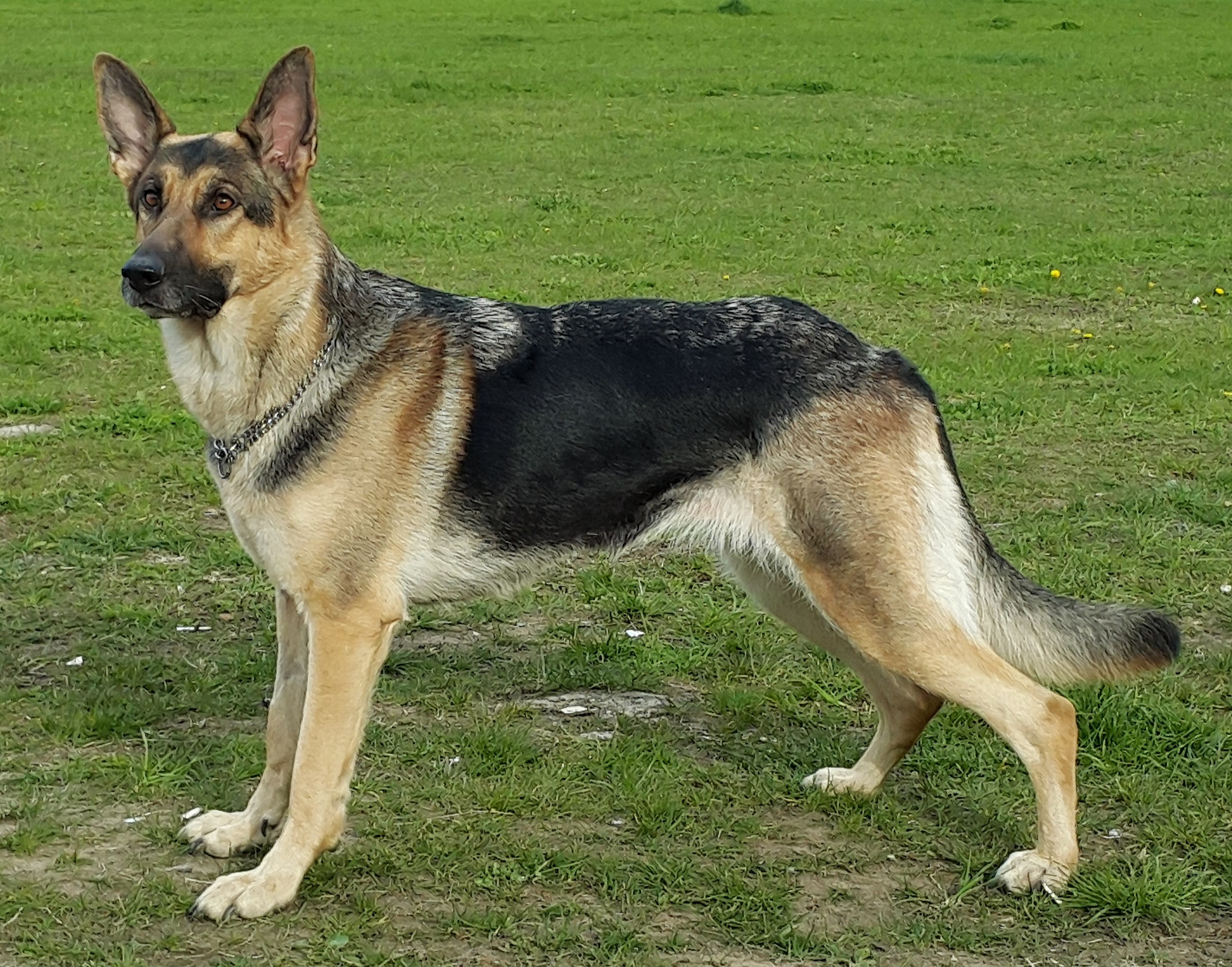 德国牧羊犬官方名称是"german shepherd dog",作为为数不多的名字带"