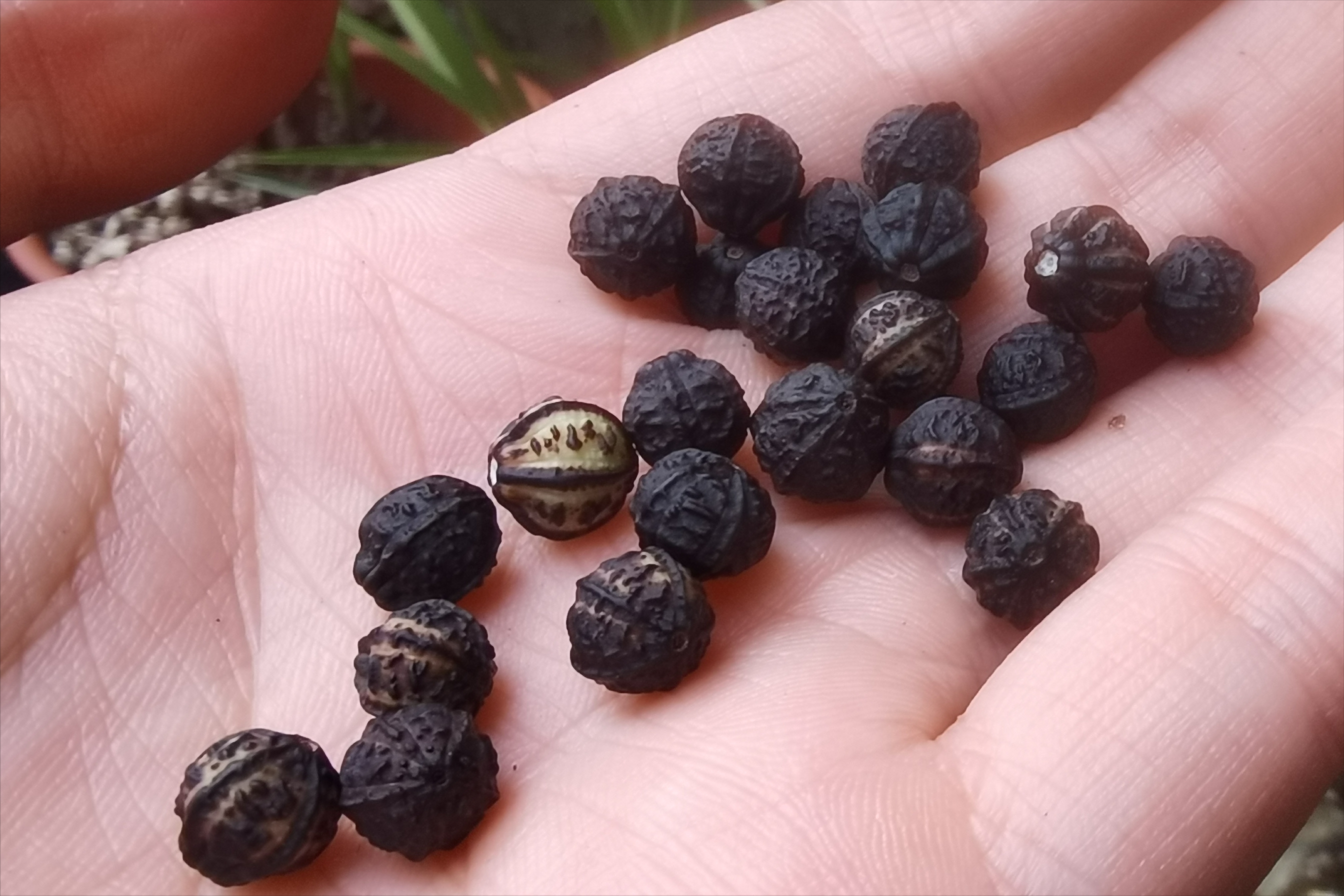 农村野花"胭脂花",脸上粉刺的克星,采集果子没想到价值这么高