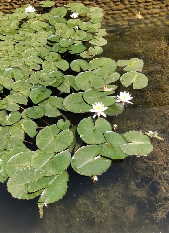 怀德学院“心怀正气 尚德倡廉”文化作品展