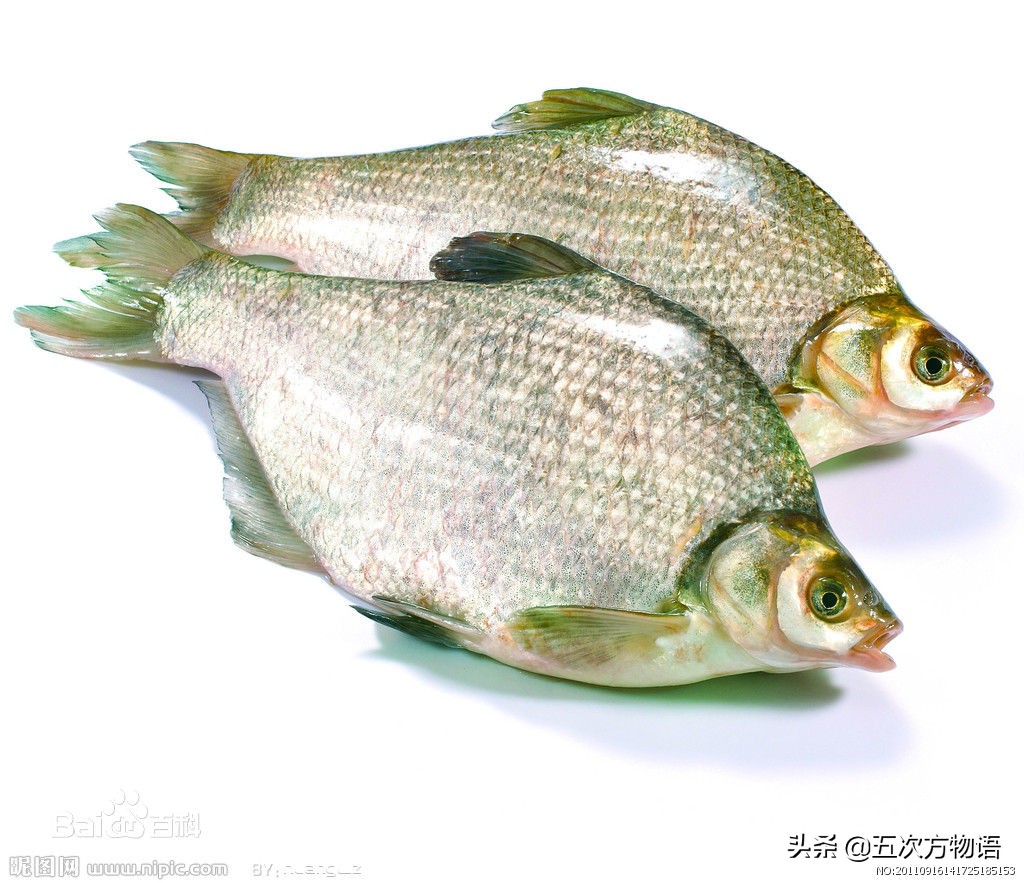 详说黑龙江名贵鱼类之"三花五罗"