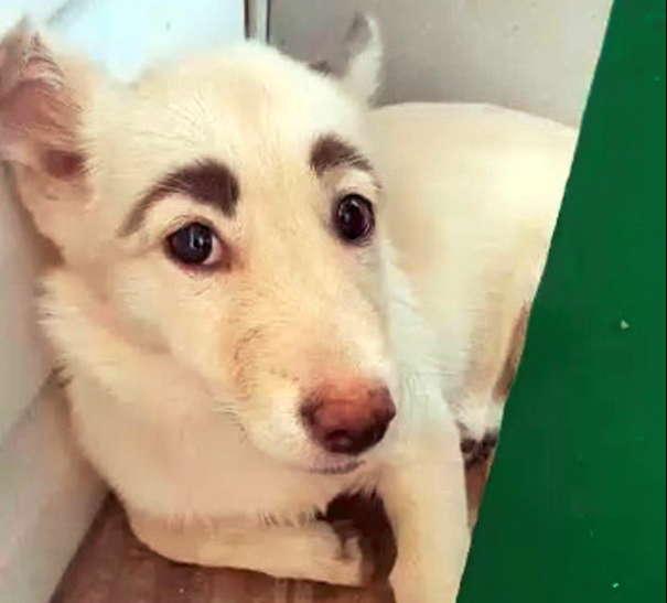 俄罗斯犬长相喜感金毛搭配浓黑八字眉这是谁家的铁憨憨