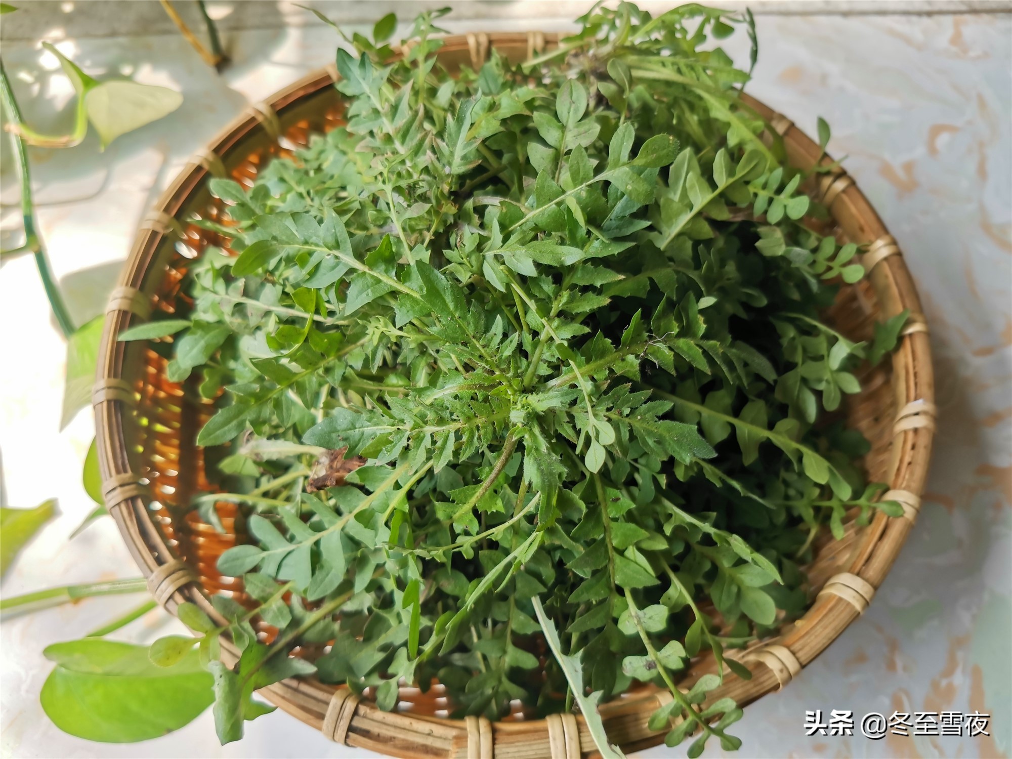 北方野菜图片名称大全(常吃的16种山野菜大图鉴)-思维风暴网