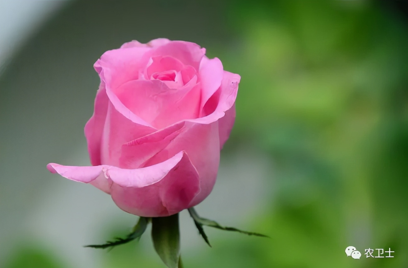 认识花材 | 这9款粉玫瑰品种你都见过吗