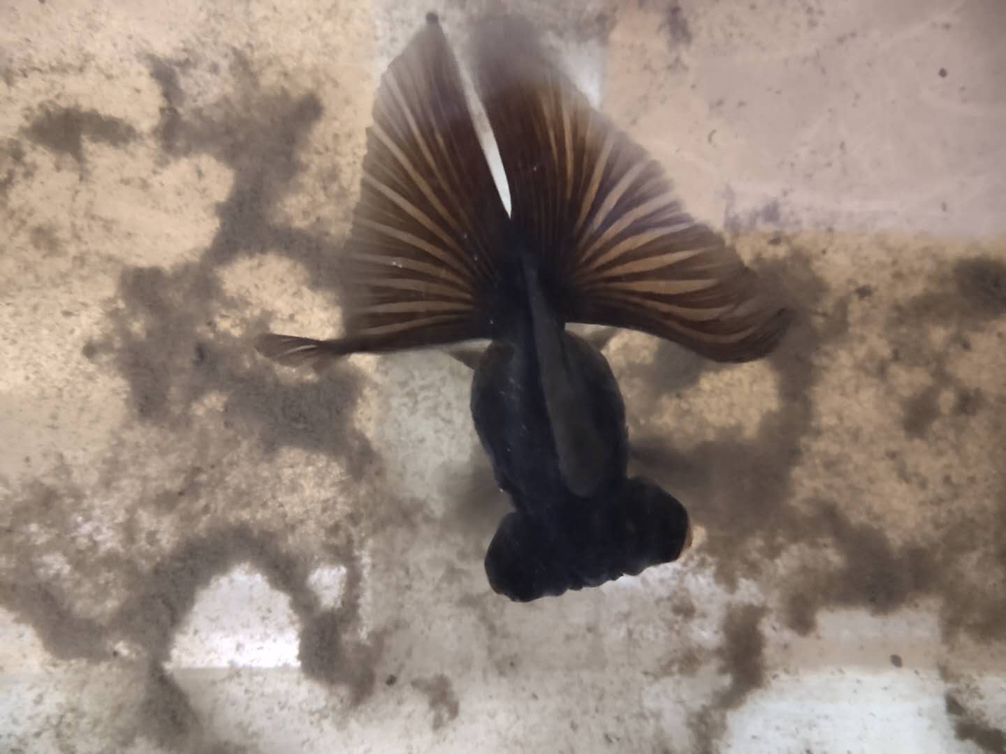 金鱼患上了白点病，会有哪些原因，采取何种保守方法治疗？