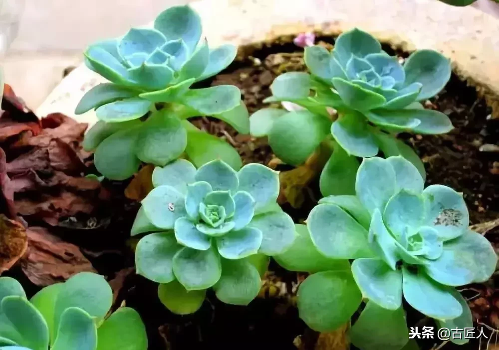 万紫千红的百花汇（百花汇中富含诗意的花）