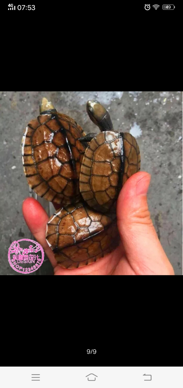 石金钱龟苗的正确养殖方法,你真的会了吗?不会来学学!