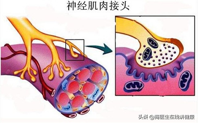 甲钴胺片是营养神经的"扛把子"，吃多久能停药？医生正面回答了