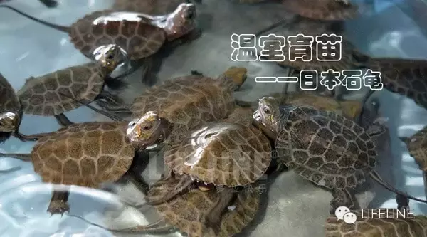 日本石龟图片高清（日本石龟龟苗饲养指南）