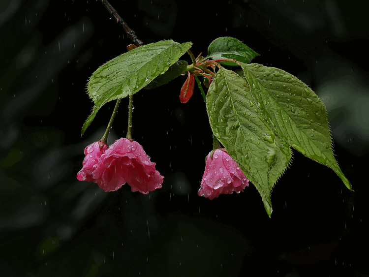 李商隐《夜雨寄北》最温柔场景：何当共剪西窗烛，却话巴山夜雨时