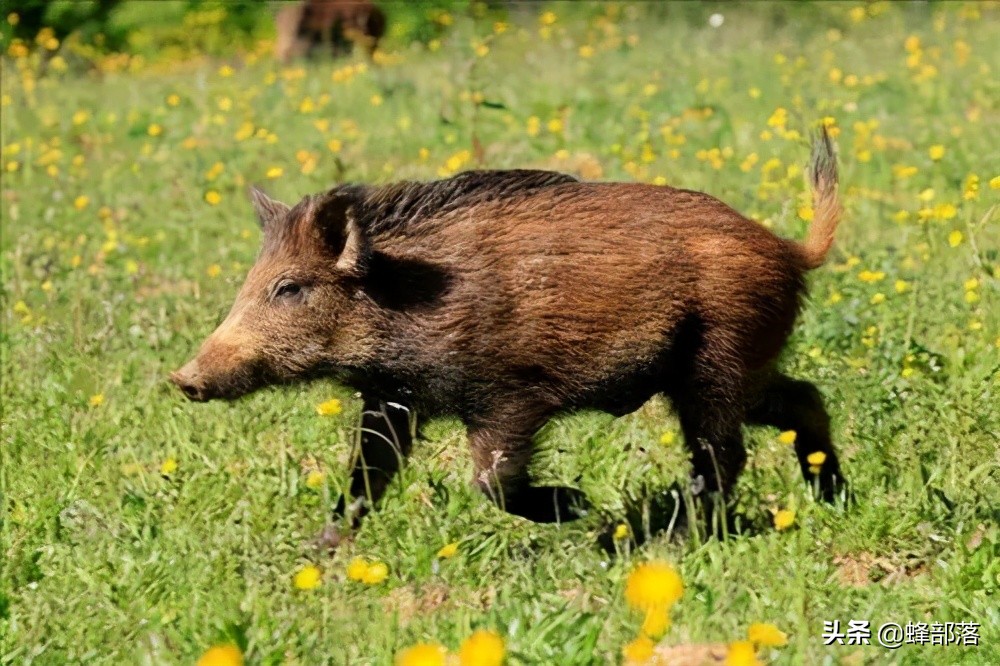 「野猪保护动物」野猪是保护动物吗（属于几级保护动物及能养吗）