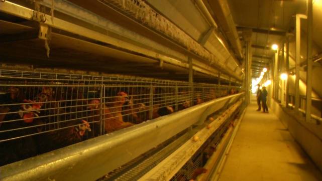 鸡蛋价格“坐火箭”！一箱鸡蛋半月涨20元，零售价破6，批发商直呼火箭上涨让人害怕