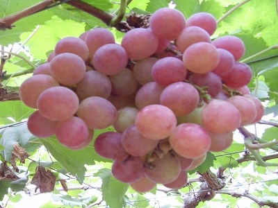 红提葡萄种植技术,红提葡萄种植技术与管理