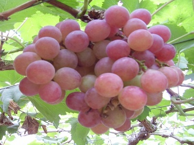 紅提葡萄種植技術(shù),紅提葡萄種植技術(shù)與管理