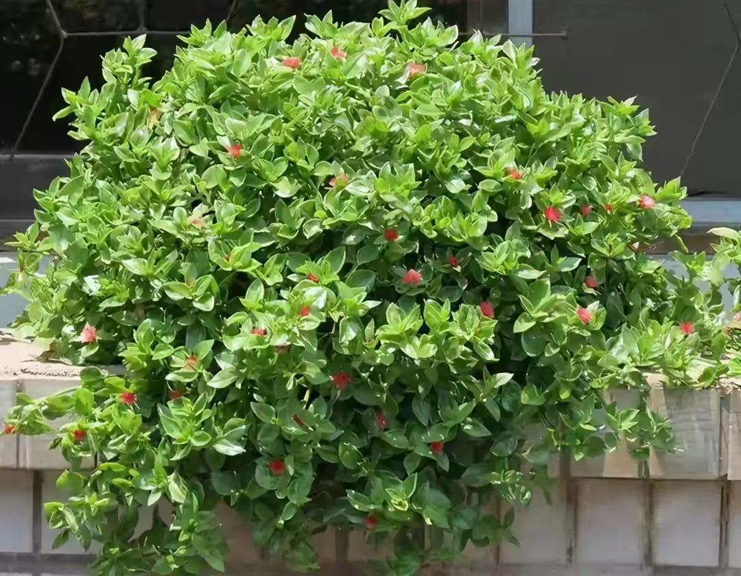 紫罗兰有毒吗（100种室内盆栽花草图鉴）