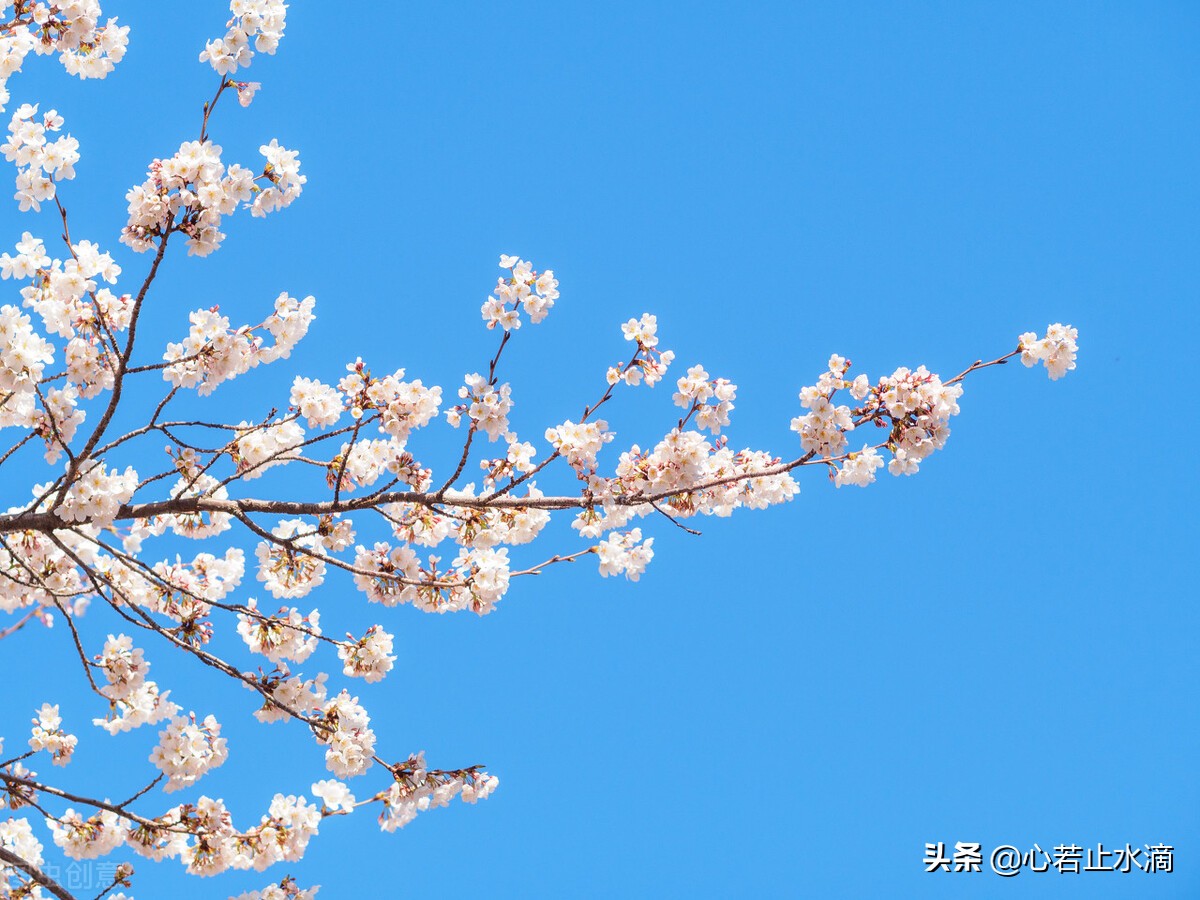 一年四季怎么分(一年四季怎么划分月份：春夏秋冬如何形成？)
