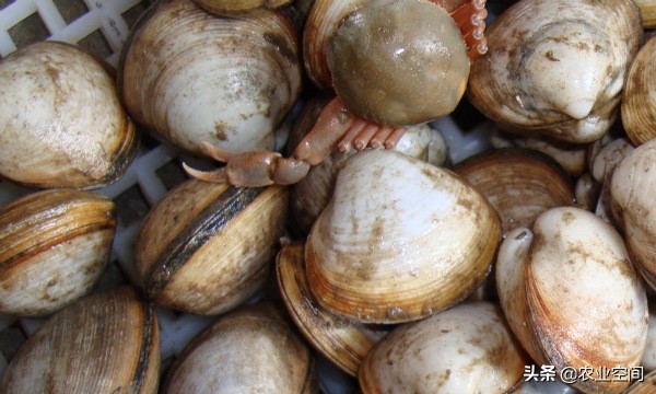 四角蛤蜊贝的增值养殖方法