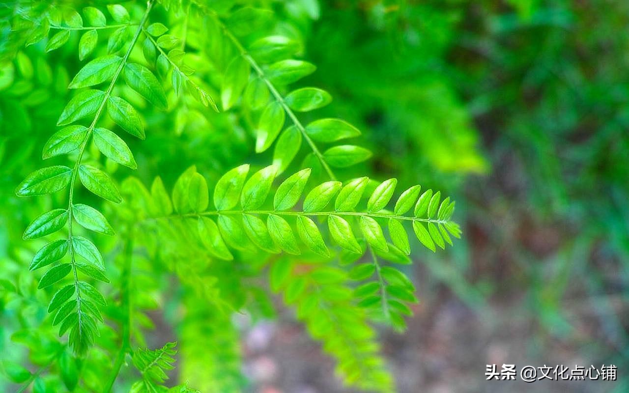 我曾踏月而归，只因你在山中，十首深情唯美相思词，犹如故人来