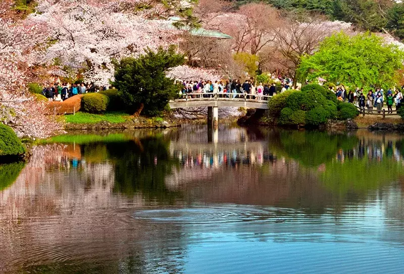 去日本看樱花（东京篇）