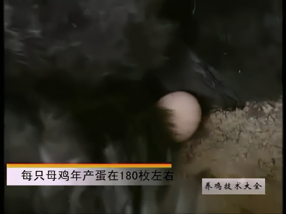 养鸡技术大全视频教材鸡品种介绍二：黑凤乌鸡