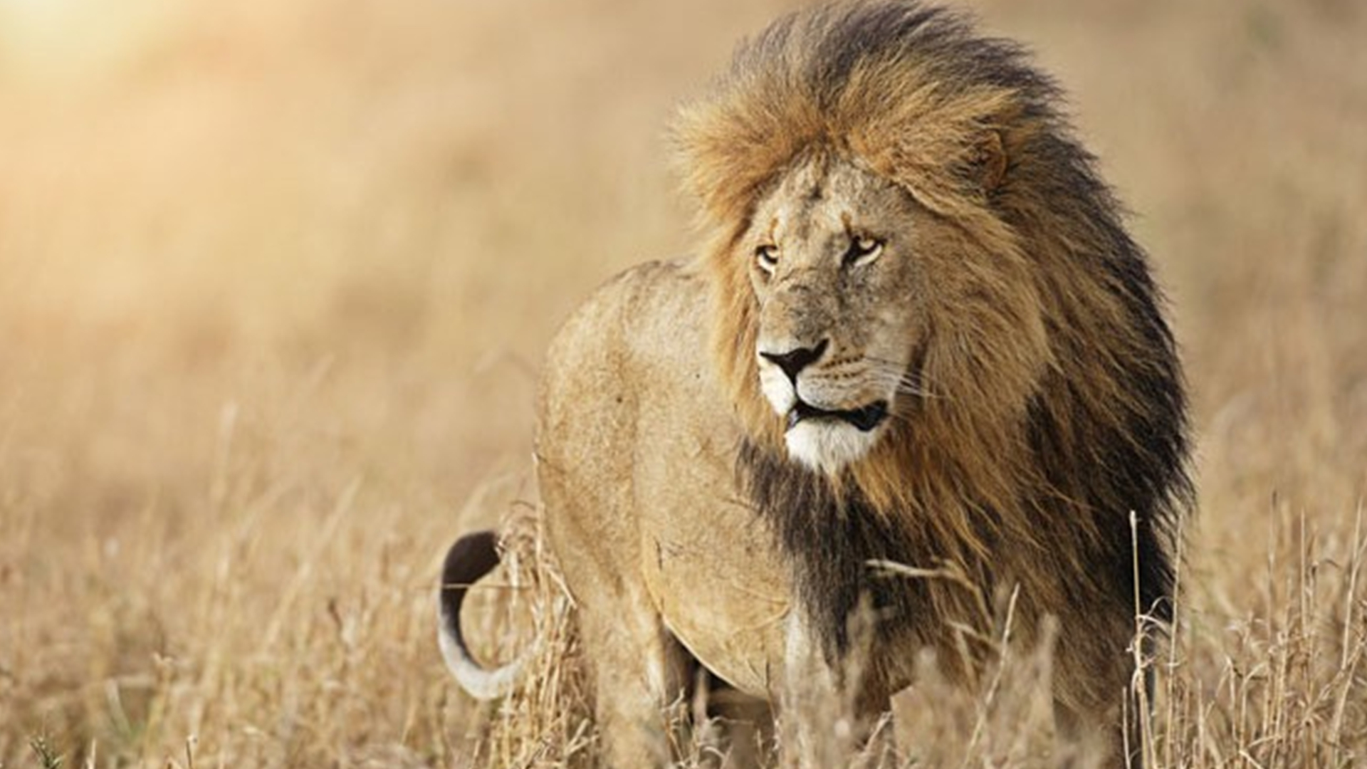 十大传奇狮王排名(史上最危险的狮王前10名)