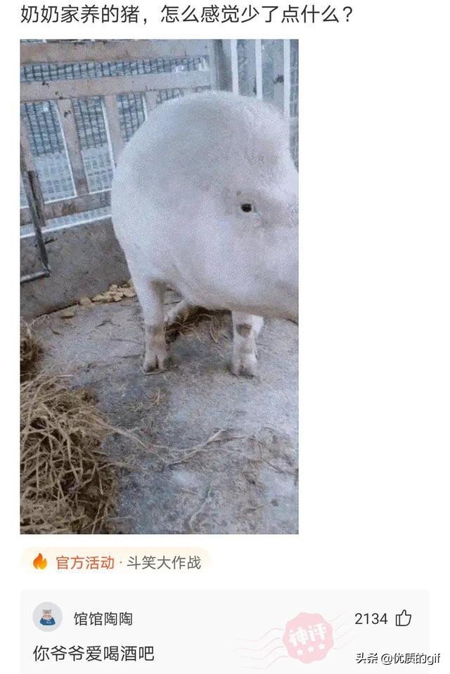 “大哥这驾照，我也是佩服了，警察叔叔都看懵了！”哈哈哈