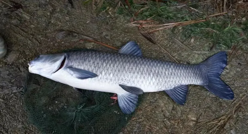 朋友们都听说过"四大家鱼",分别是草鱼,鲢鱼,鳙鱼,青鱼,也是我们餐桌