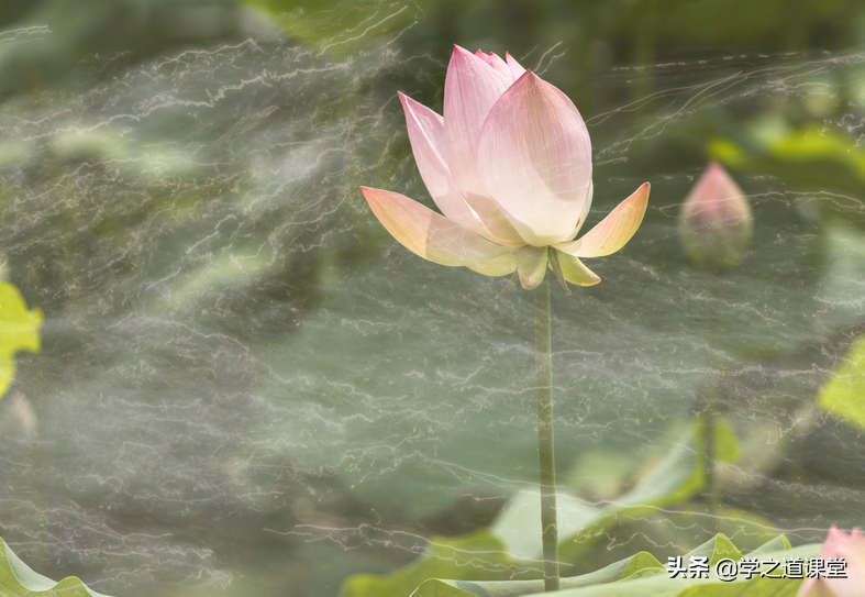 菜根谭：逆境砺志，顺境杀人！若能读懂这两句话，人生百战百胜