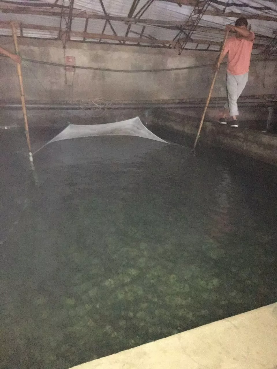 威海海鲜名品推荐：文登海蜇