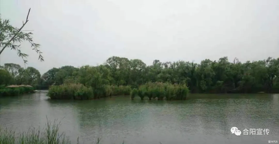 【合陽故事】洽川蘆葦上的牙印
