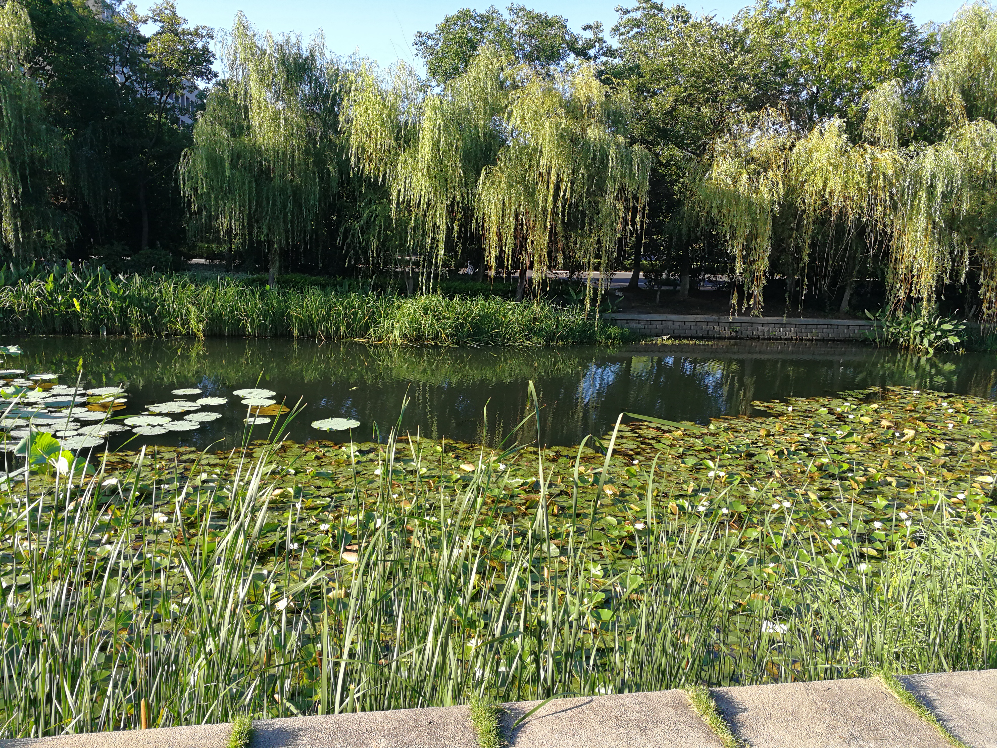 这里不仅有大树、高楼，更有大师——带你参观南京大学仙林校区