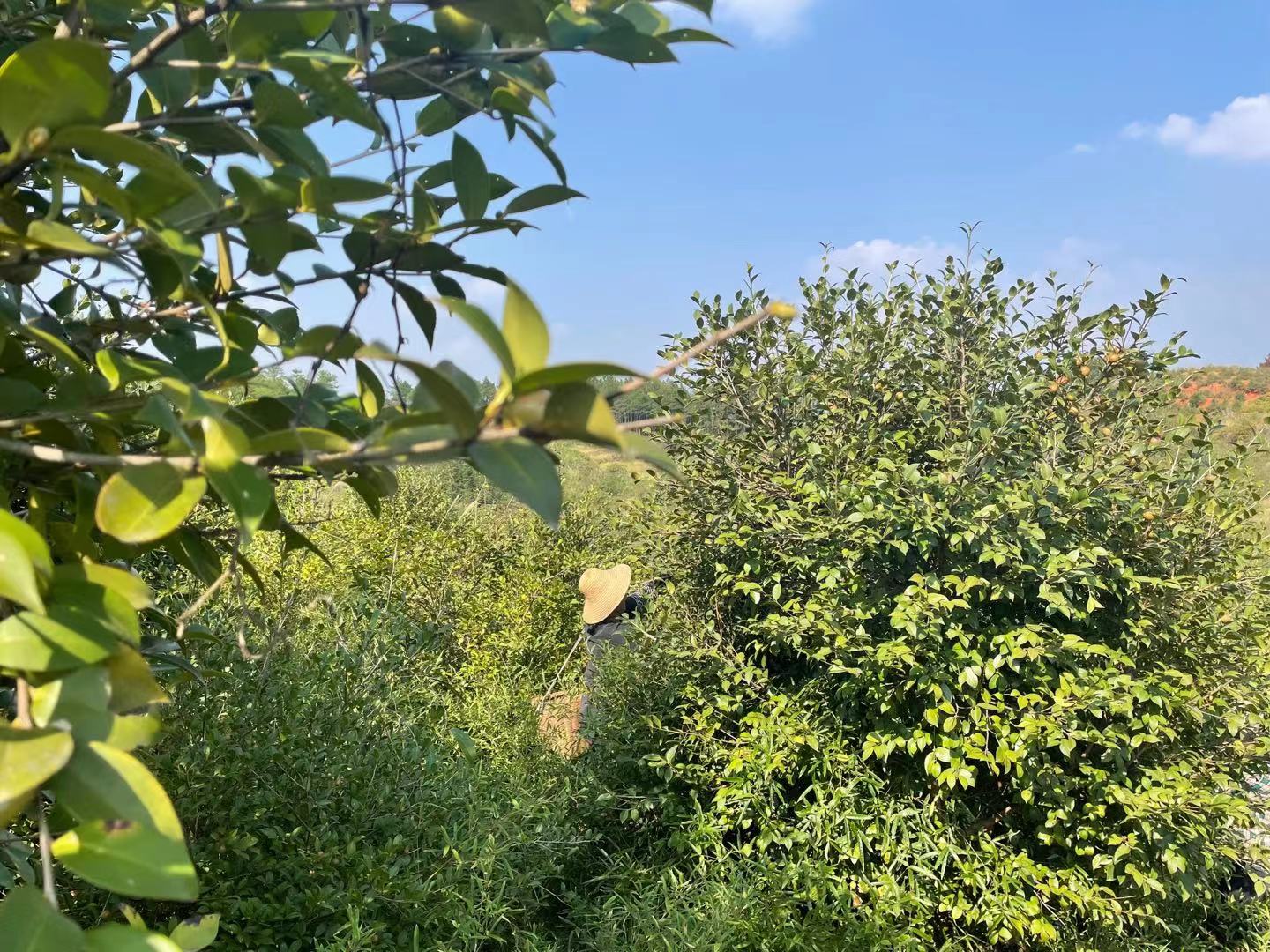 油茶樹可以榨茶油,一斤80元,為什么不那么看重了呢?
