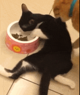 奶牛猫的性格特点（牛奶猫的六个性格特点）