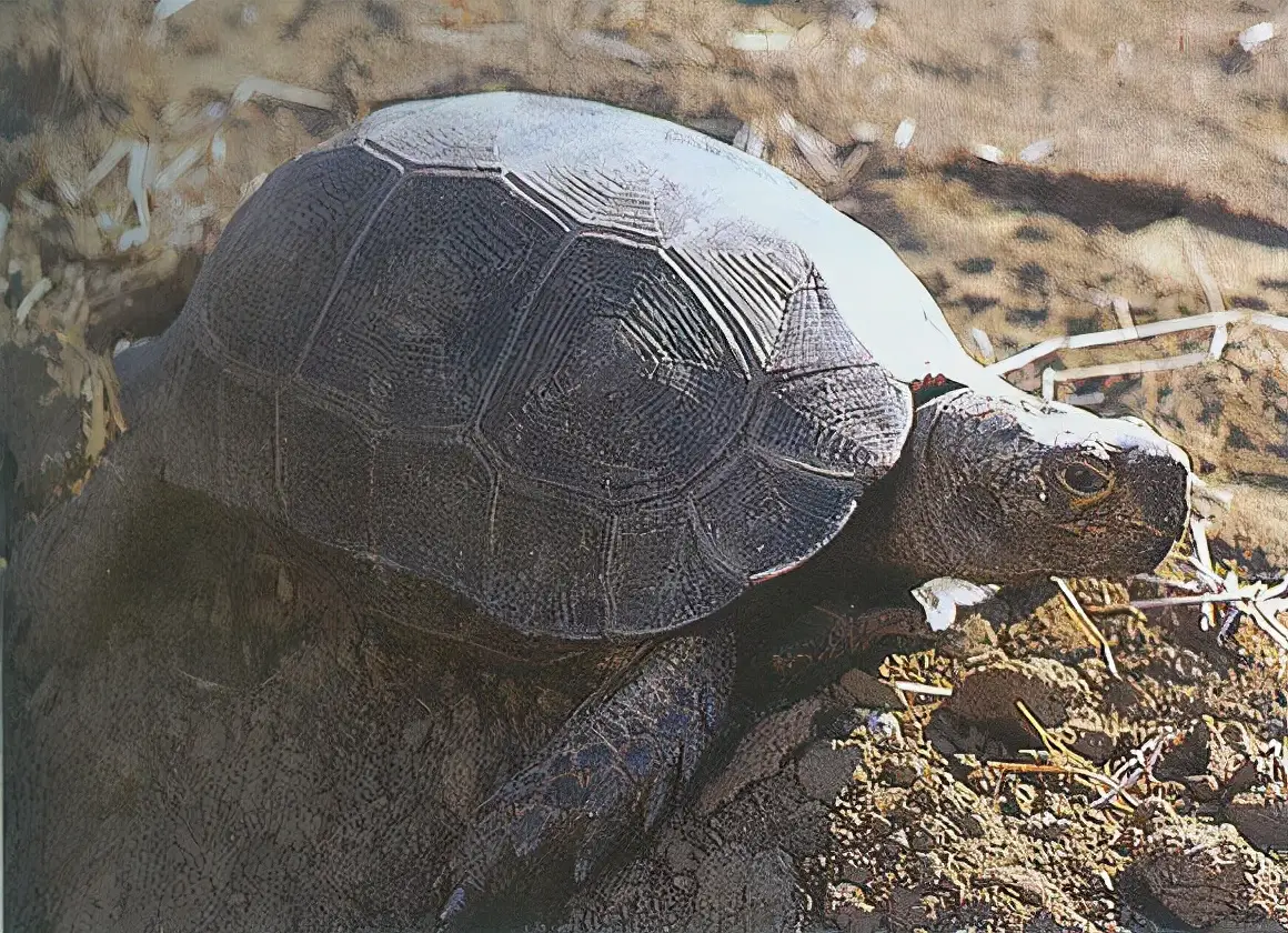 乌龟的种类图片及名称（乌龟的品种图片）