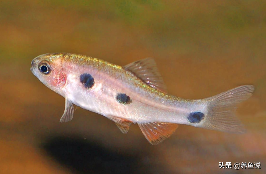 觀賞魚(yú)養(yǎng)殖技術(shù),觀賞魚(yú)養(yǎng)殖技術(shù)及方法大全