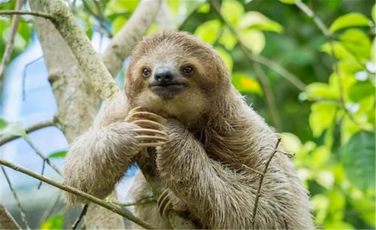 2)树懒最容易死在"拉屎"这件事上