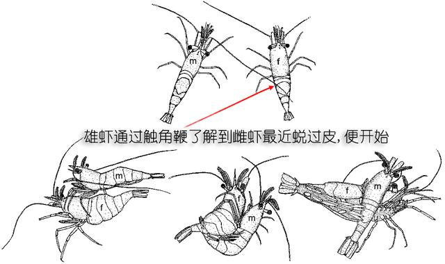 虾的品种有哪几种（如何辨别虾的类别种类）