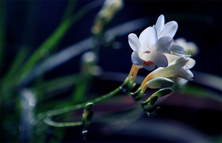 小苍兰的花语和寓意（小苍兰的象征意义及养护要点）