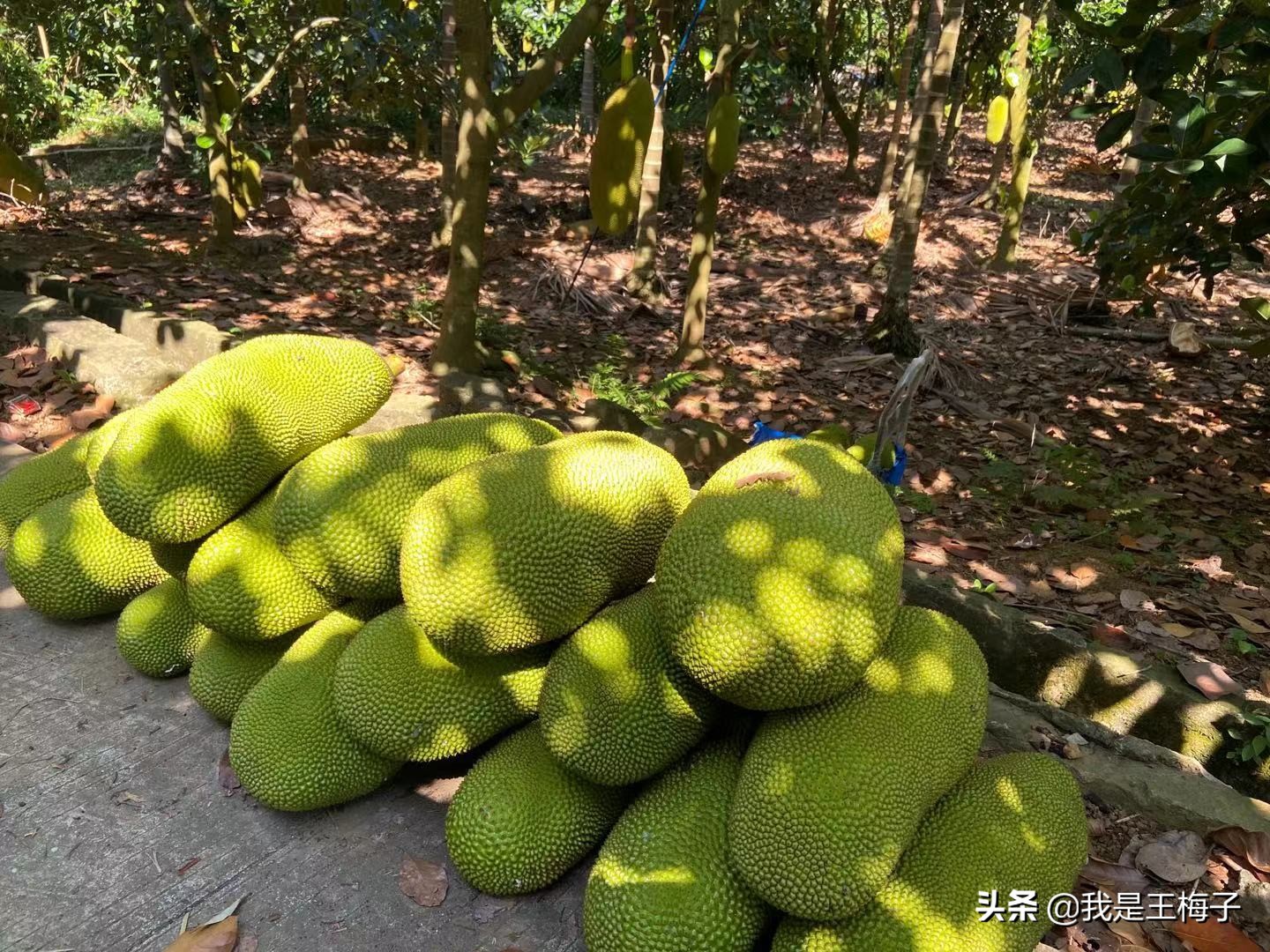 菠萝蜜产地在哪里（菠萝蜜的3个食用方法）