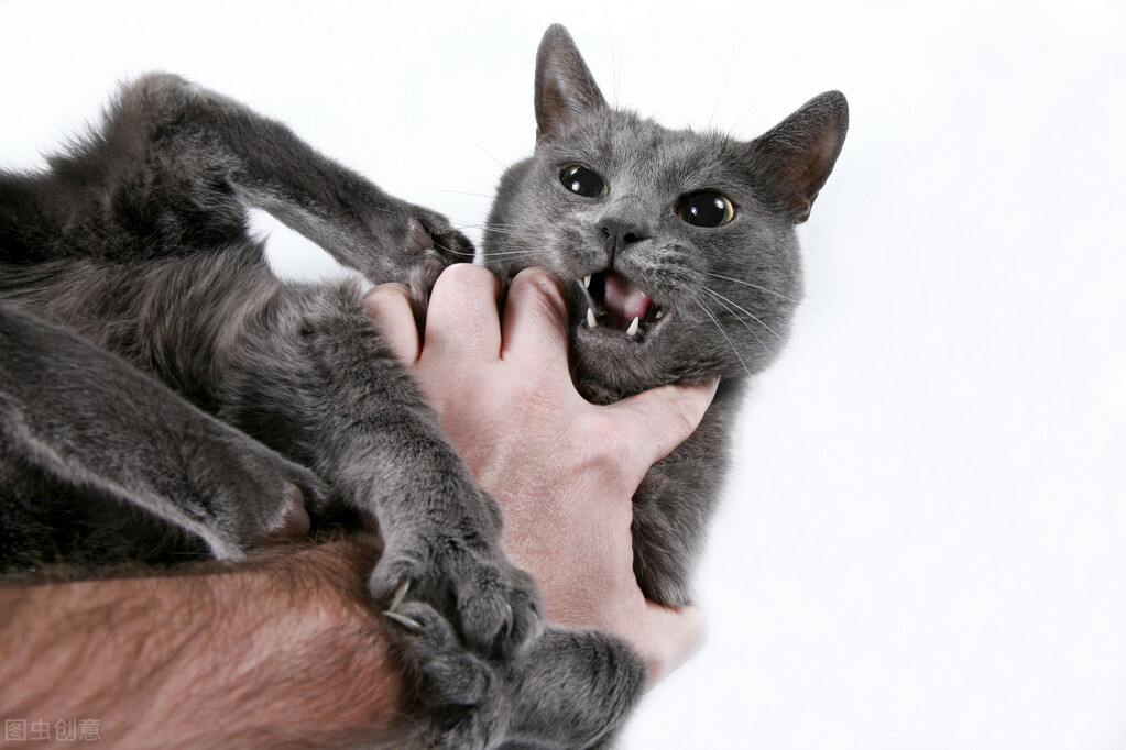 猫经常挠人、咬人？我根据原因，总结了5个纠正的方法