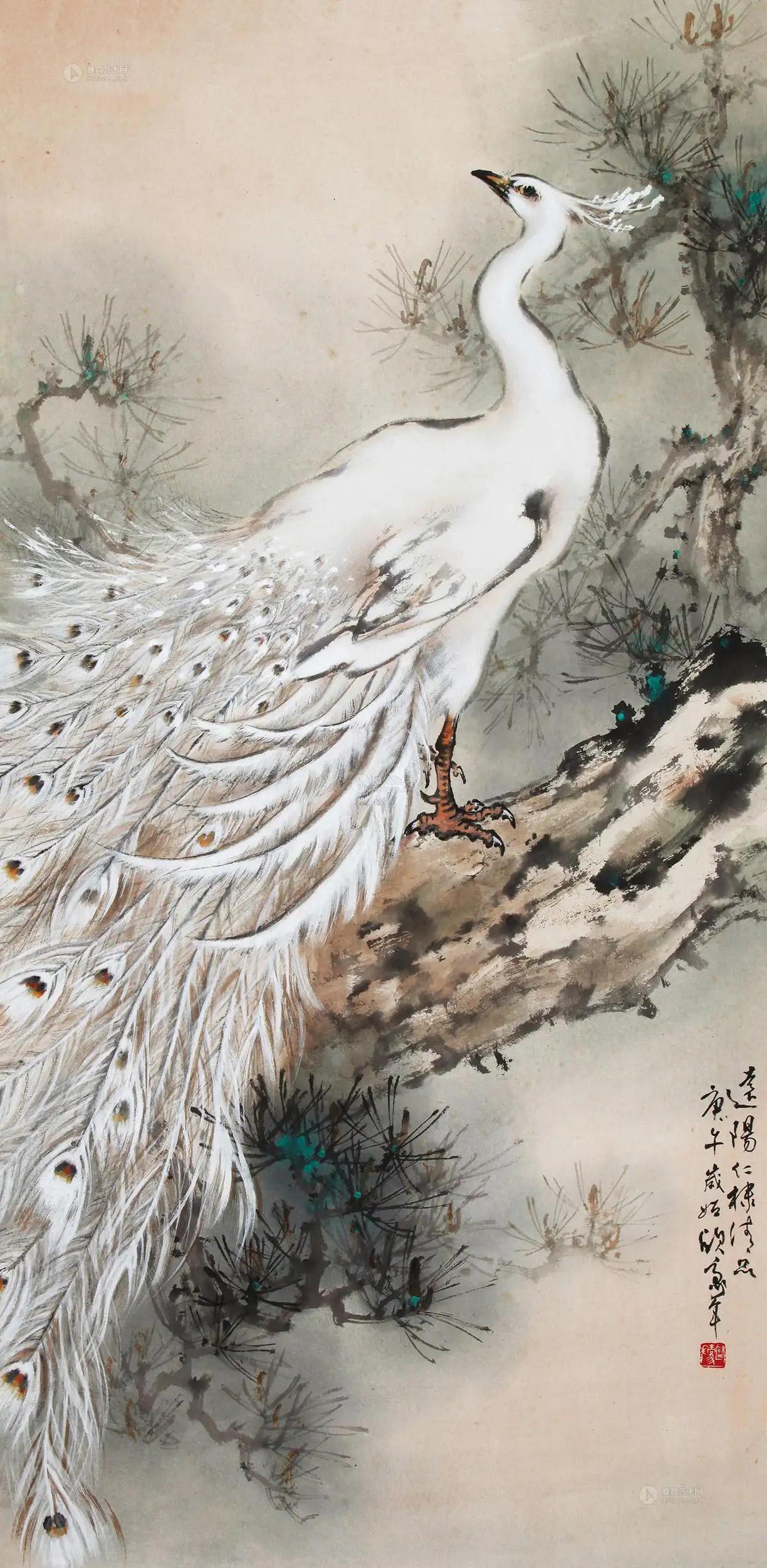 高贵,冷艳的白孔雀