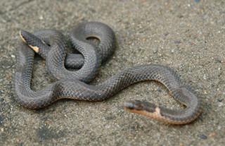 一种罕见的变异蛇——双头蛇,控制头部的基因不稳定,发生了变异