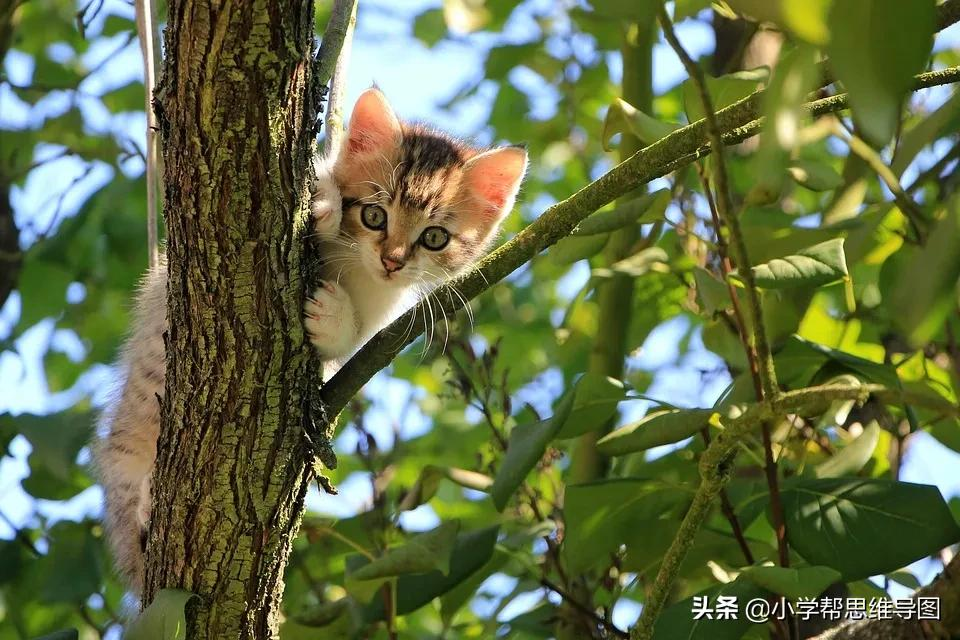 优秀作文 ?《可爱的小猫》《游招宝山》《我的书屋,我的梦》