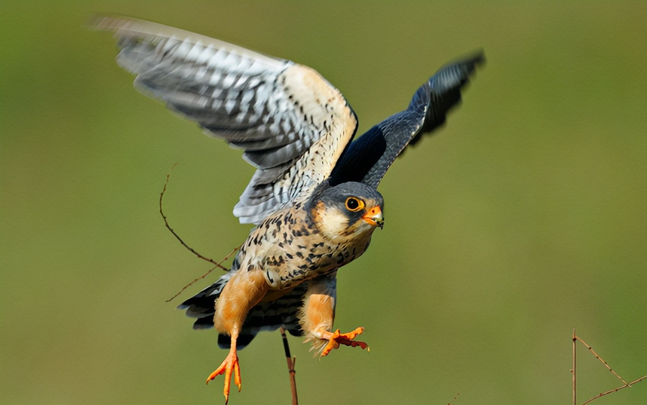 中国汉字:鸢的读音和意思