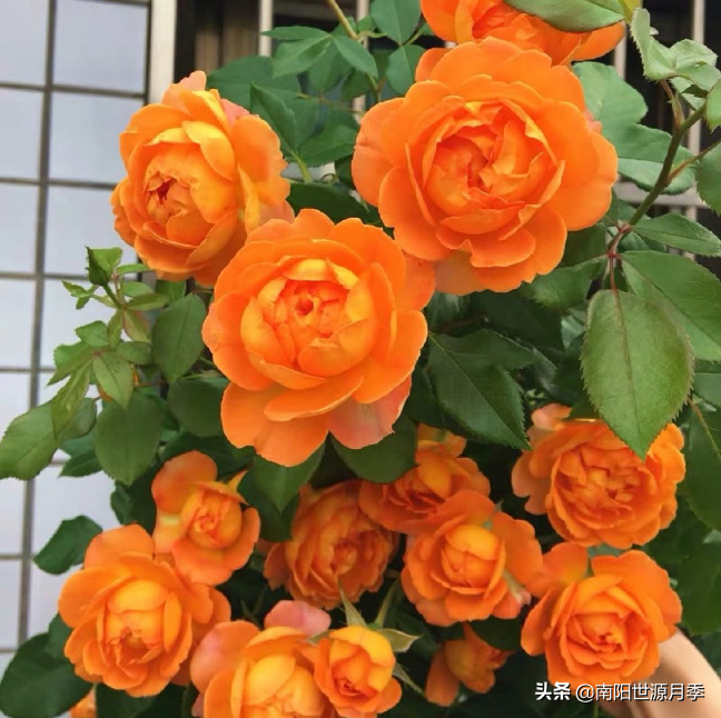 莫奈月季的优缺点（强烈推荐8款月季耐热耐晒）